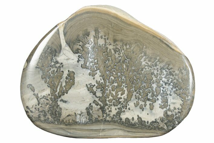 Triassic Aged Stromatolite Fossil - England #285761